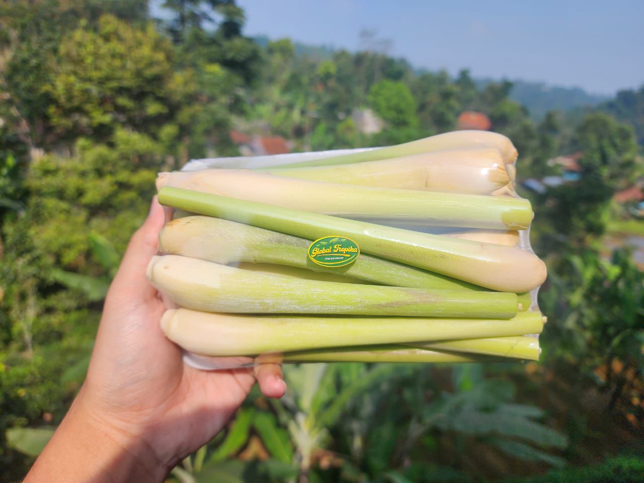 Indonesian Lemongrass Premium Aromatic Herbs for the Global Market
