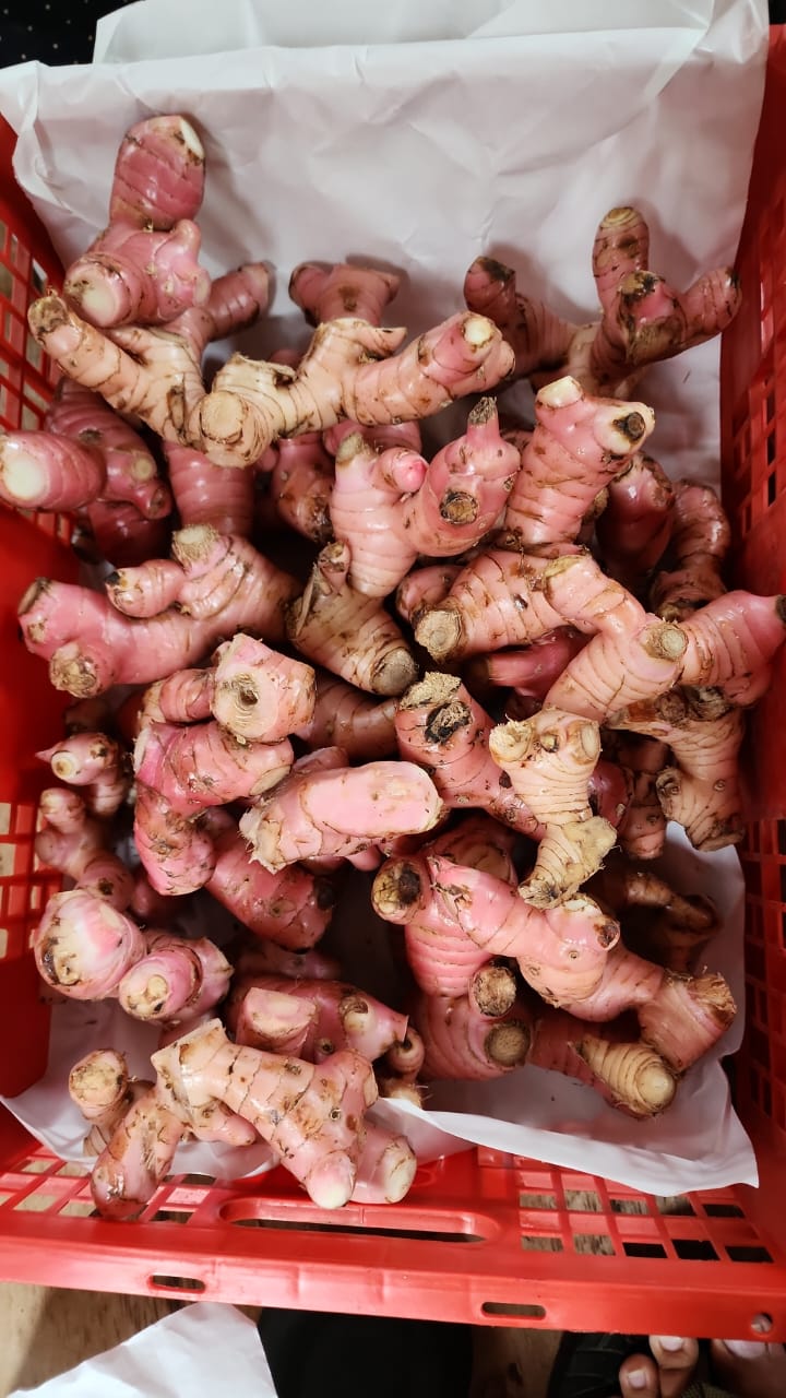 Galangal